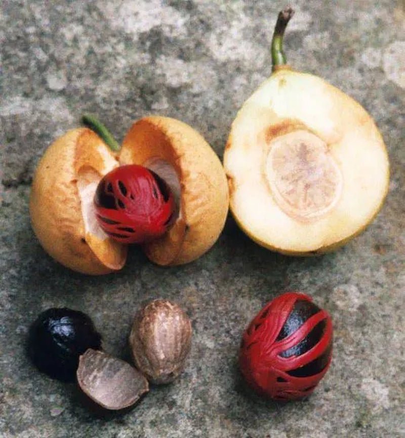 1 NUTMEG TREE Seed Myristica Fragrans Pala MACE Fruit Nut Pumpkin Pie Spice - soblessed95.store