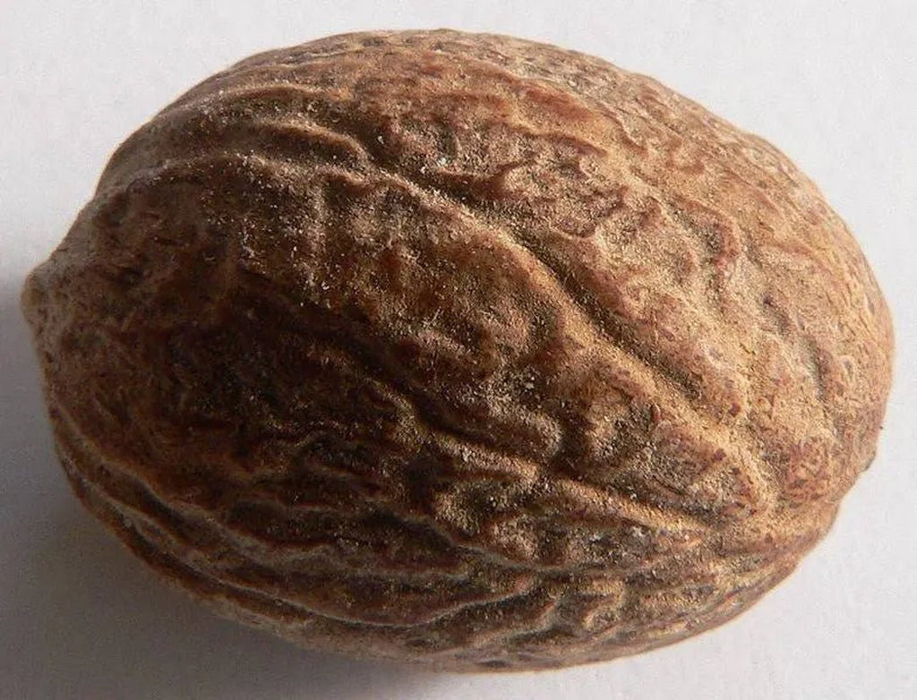1 NUTMEG TREE Seed Myristica Fragrans Pala MACE Fruit Nut Pumpkin Pie Spice - soblessed95.store