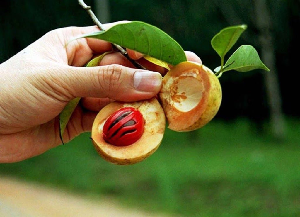 1 NUTMEG TREE Seed Myristica Fragrans Pala MACE Fruit Nut Pumpkin Pie Spice - soblessed95.store