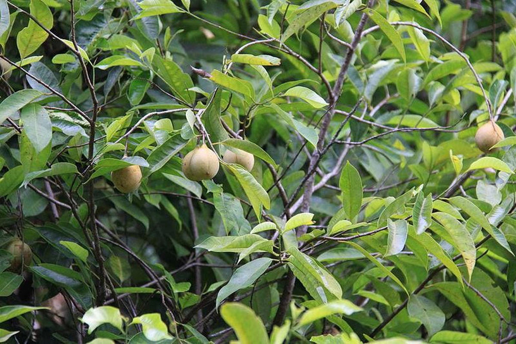 1 NUTMEG TREE Seed Myristica Fragrans Pala MACE Fruit Nut Pumpkin Pie Spice - soblessed95.store
