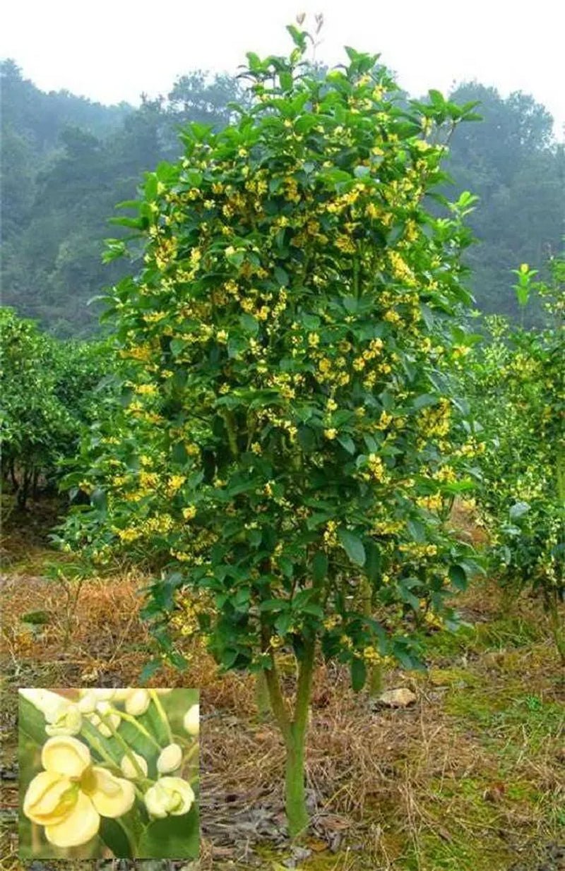 1 NUTMEG TREE Seed Myristica Fragrans Pala MACE Fruit Nut Pumpkin Pie Spice - soblessed95.store