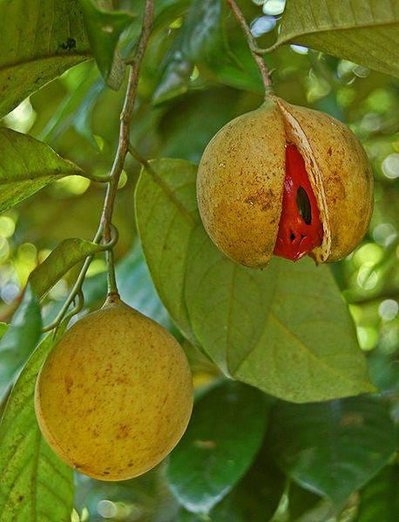 1 NUTMEG TREE Seed Myristica Fragrans Pala MACE Fruit Nut Pumpkin Pie Spice - soblessed95.store