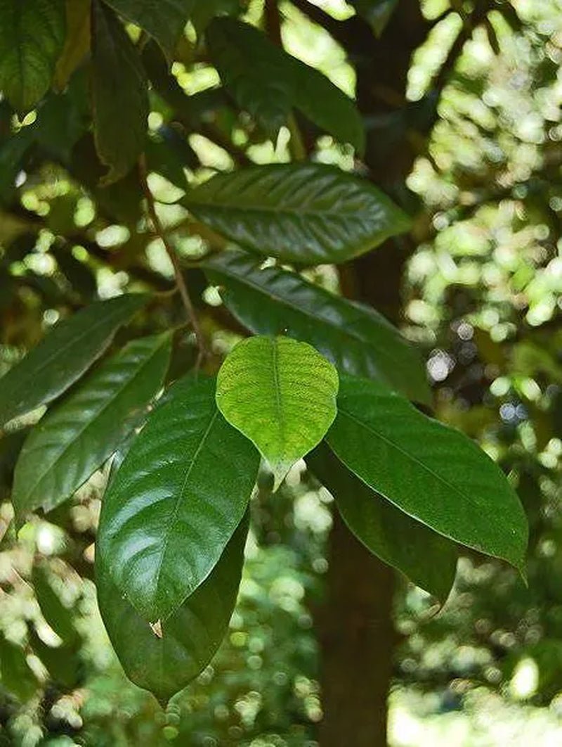 1 NUTMEG TREE Seed Myristica Fragrans Pala MACE Fruit Nut Pumpkin Pie Spice - soblessed95.store