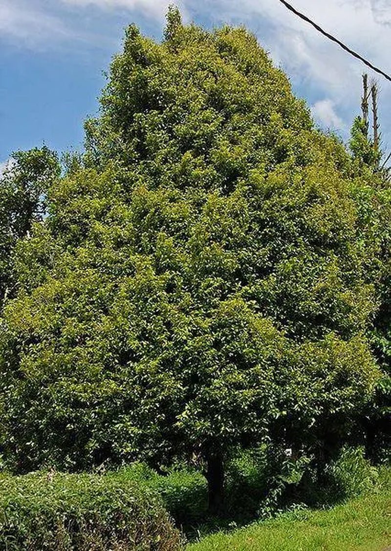 1 NUTMEG TREE Seed Myristica Fragrans Pala MACE Fruit Nut Pumpkin Pie Spice - soblessed95.store