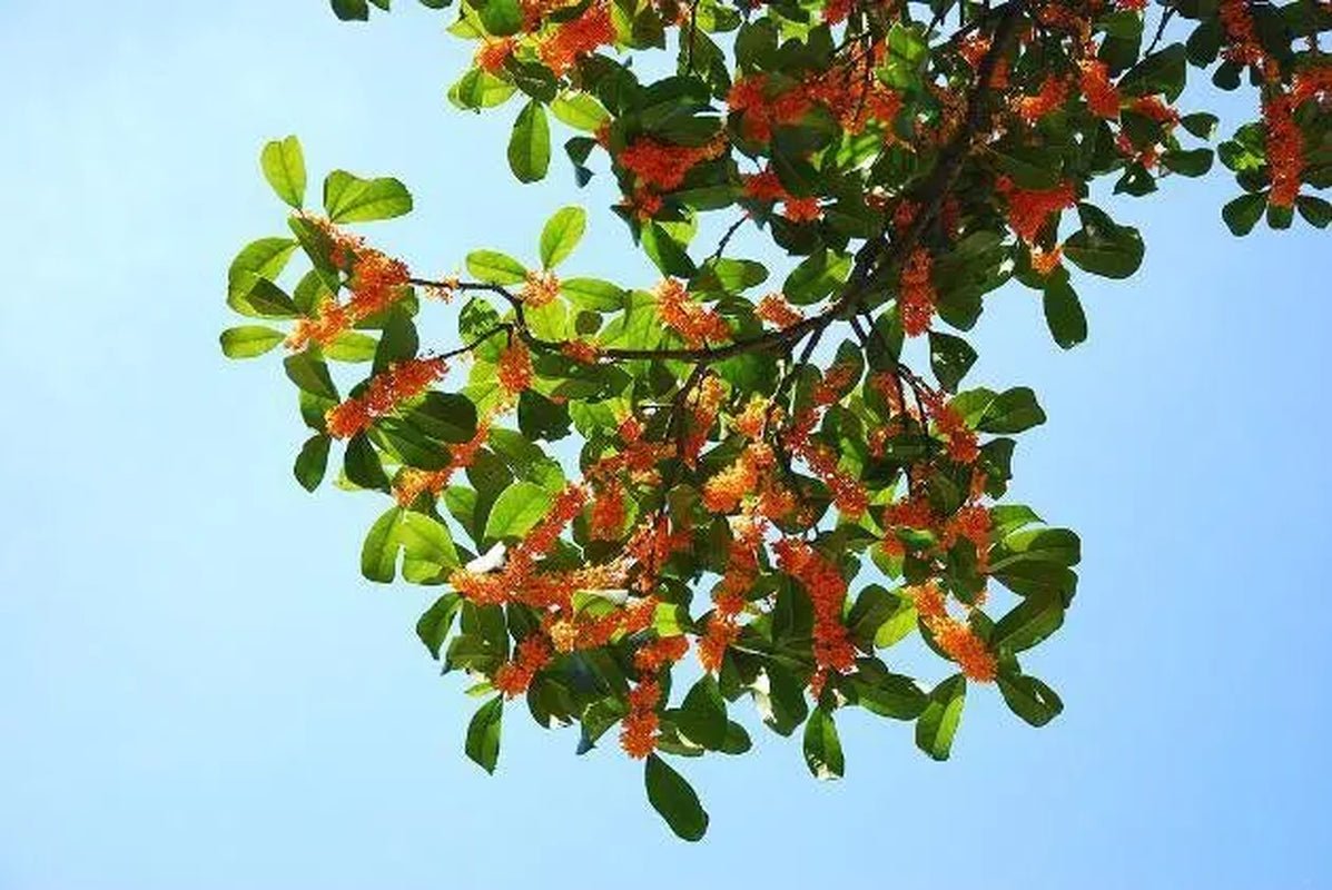 1 NUTMEG TREE Seed Myristica Fragrans Pala MACE Fruit Nut Pumpkin Pie Spice - soblessed95.store