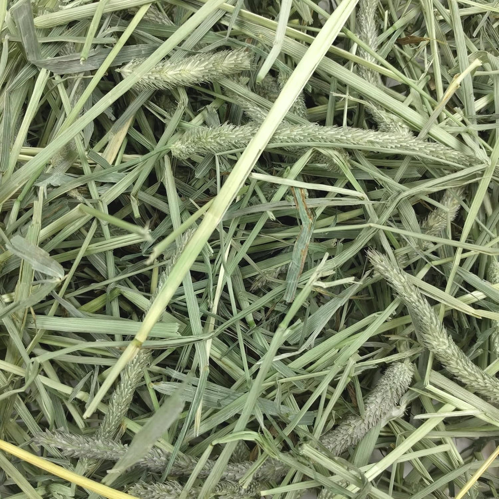 Animal Health Western Timothy Hay, Guinea Pig Hay, Small Pet Bunny Supplies, All Natural Grass for Guinea Pig, Bunny, Chinchilla & Hamster, Rabbit Supplies for Bunnies, 90 Oz. Bag - soblessed95.store