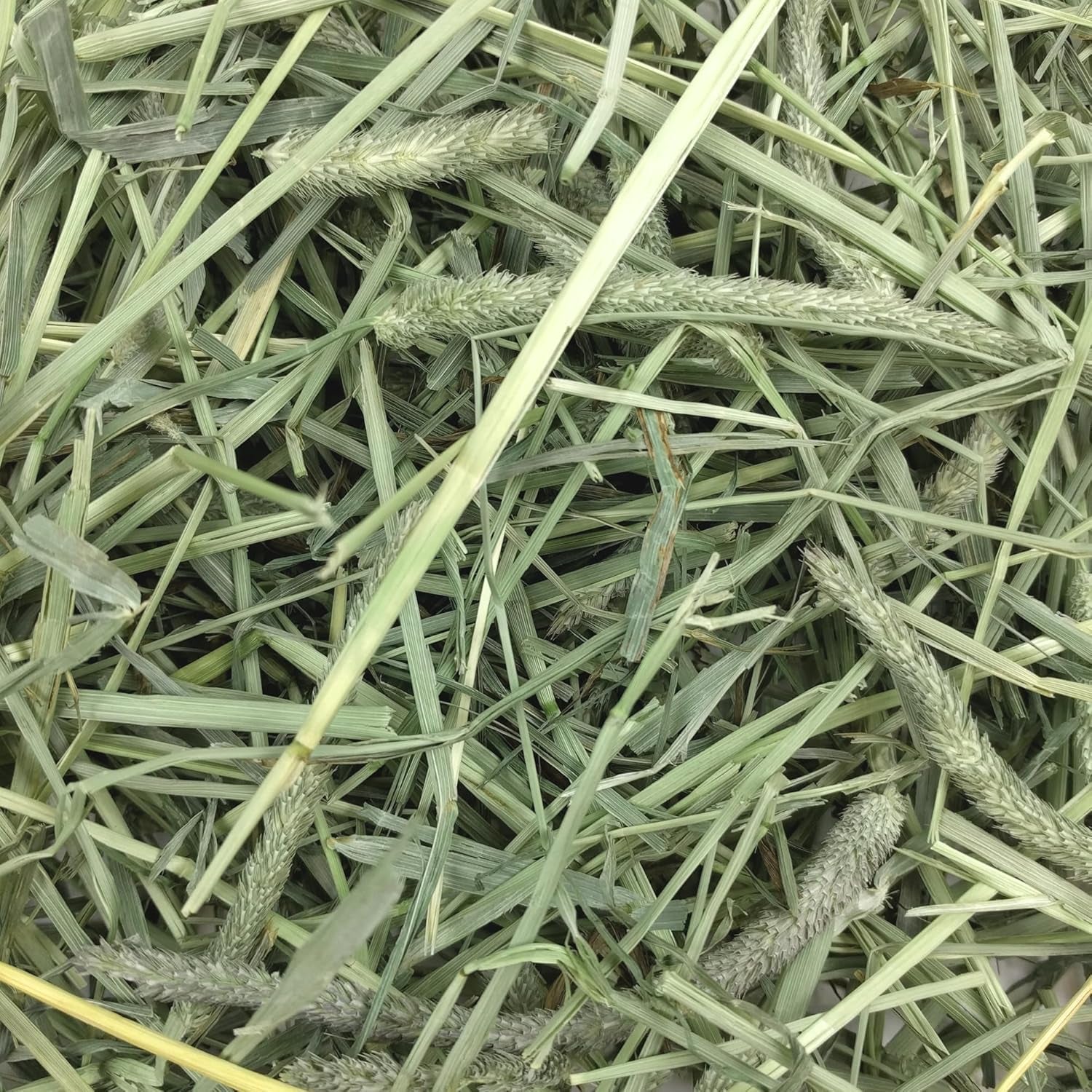 Animal Health Western Timothy Hay, Guinea Pig Hay, Small Pet Bunny Supplies, All Natural Grass for Guinea Pig, Bunny, Chinchilla & Hamster, Rabbit Supplies for Bunnies, 90 Oz. Bag - soblessed95.store