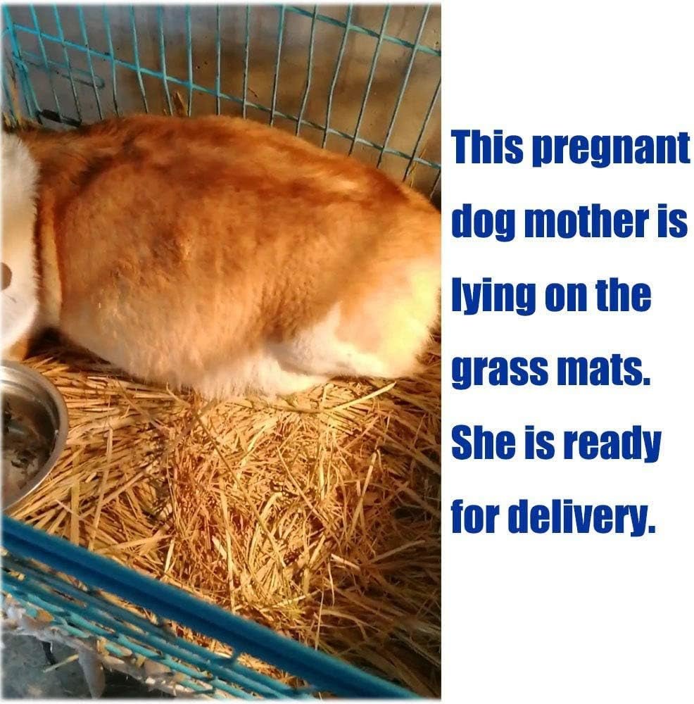 Grass Mat for Rabbit Bunny Chew Toys Woven Bed Mat for Guinea Pig Chinchilla Squirrel Hamster Cat Dog and Small Animal (12PCS Grass Mat) - soblessed95.store